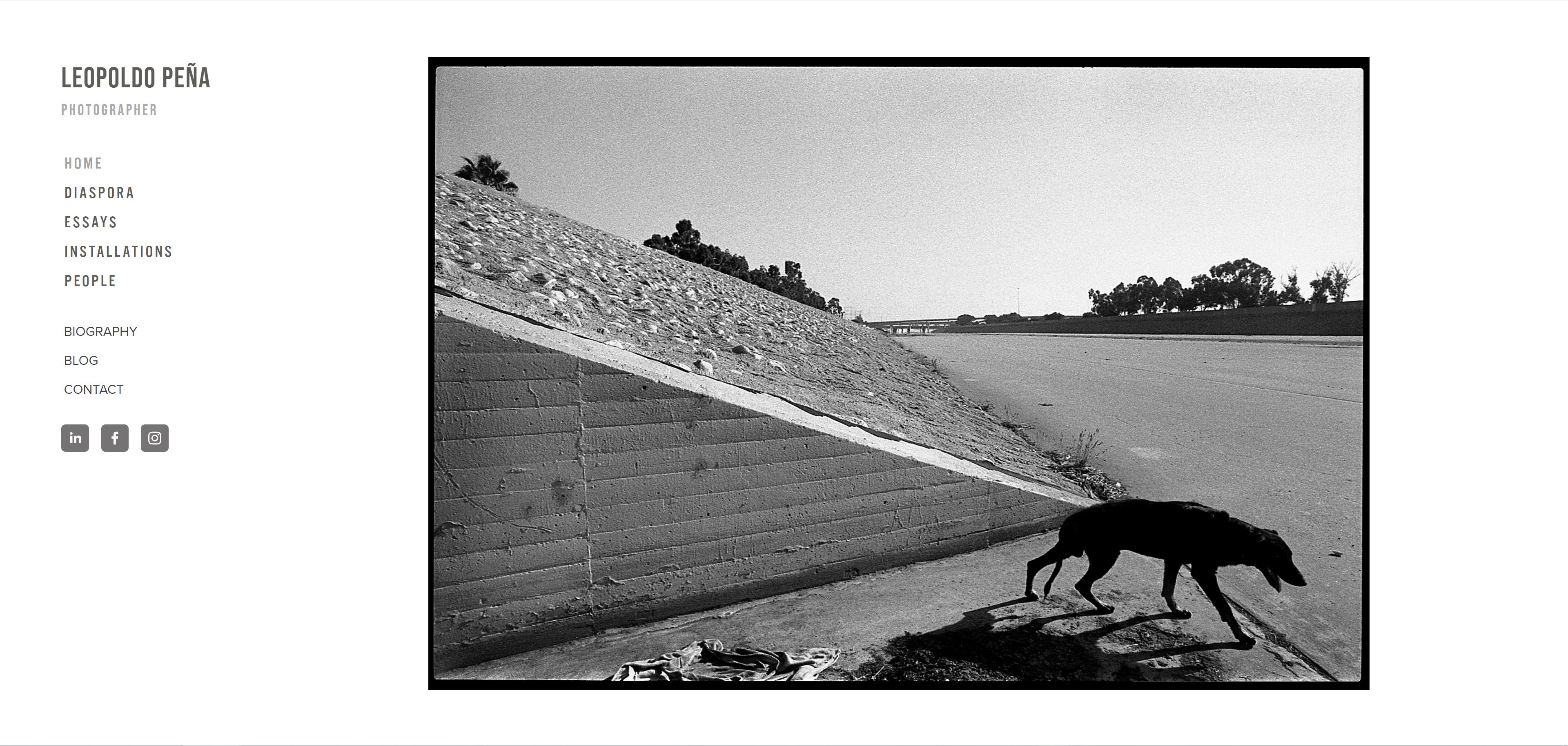 dog in photo